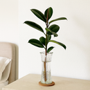 Vaso de Vidro Transparente